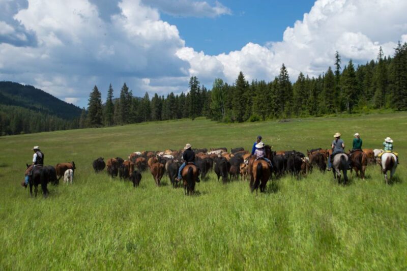 Cattle Roundup Work at Bull Hill Guest Ranch in Washington