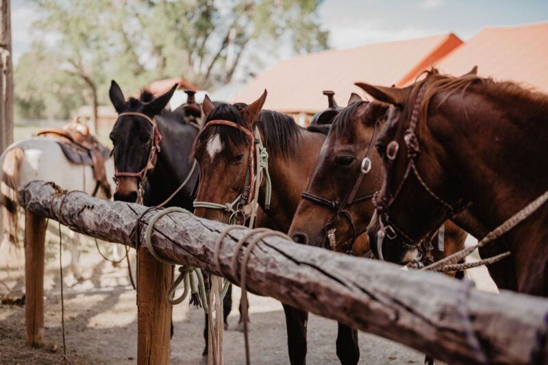 Horses Ready to Ride at Circle Bar Guest Ranch in Montana