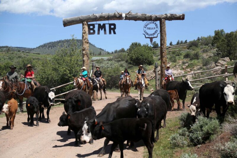 Herding cattle at Black Mountain Ranch in Colorado