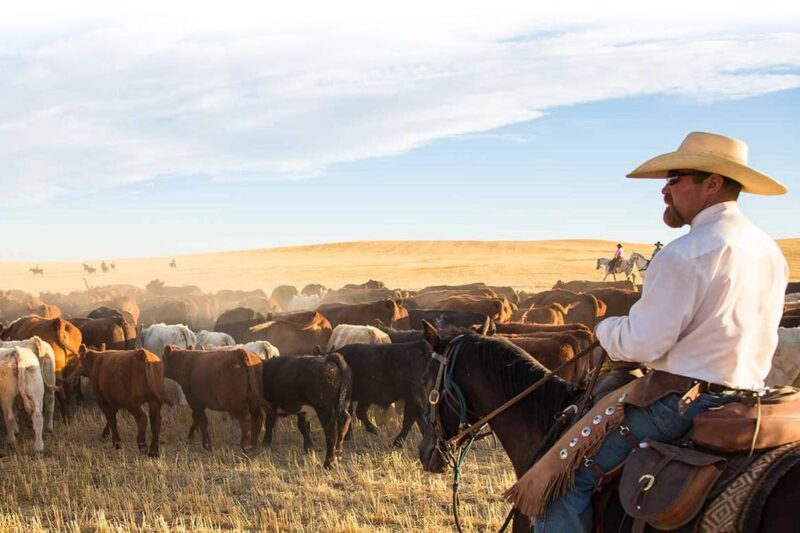 Cowboy Cattle Adventures at Bar W Guest Ranch in Montana