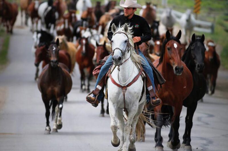 Many stunning horses in the Rocky Mountains at Bar Lazy J Guest Ranch in Colorado