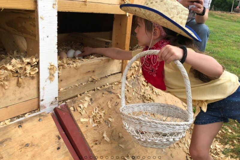 KIds fun with chickens at A Tennessee Horse Guest Ranch