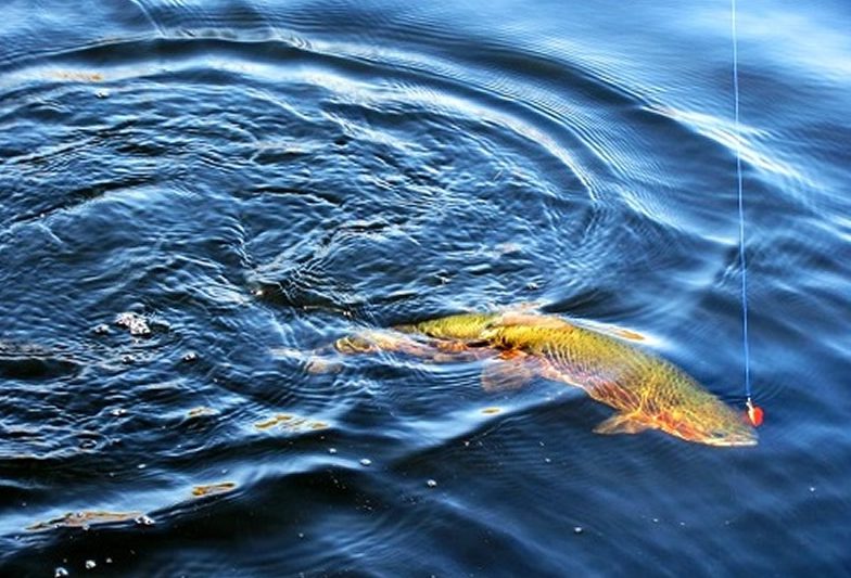 Big Trout at Bull Hill Guest Ranch in Washington