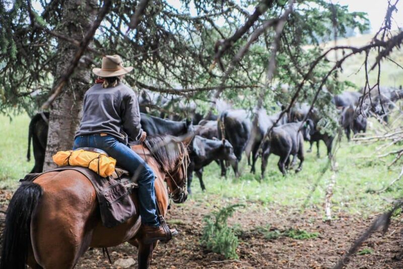 Double Rafter Cattle Drives ~ a Concise Overview | DudeRanchVacations.com