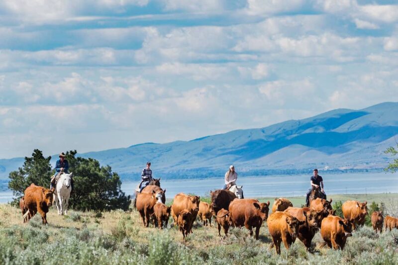 Hidden Hollow Hideaway Cattle & Guest Ranch