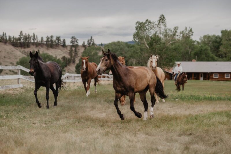 Horses at Circle Bar Guest Ranch in Montana