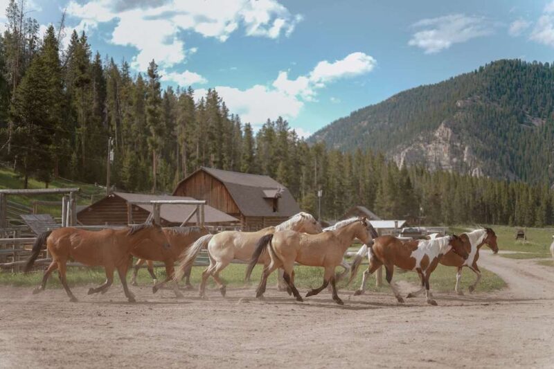 Elkhorn Ranch - MT