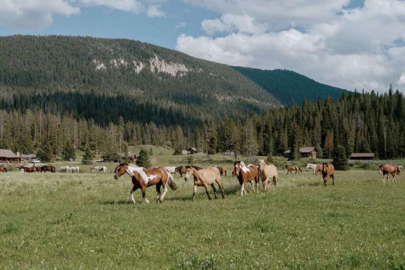 Elkhorn Ranch - MT